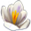 Fleurs
